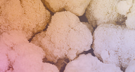 How Functional Fungi Can Support Your Mental Health