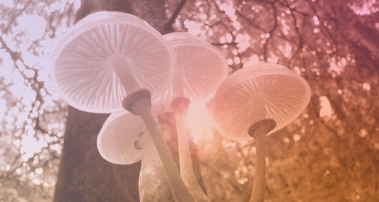Perimenopause Hit Me Like a Bus – and It's Why I Started Mama Shrooms
