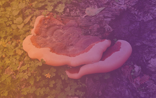 The Modern Burnout Guide: Why So Many of Us Feel Exhausted and Unable to Switch Off