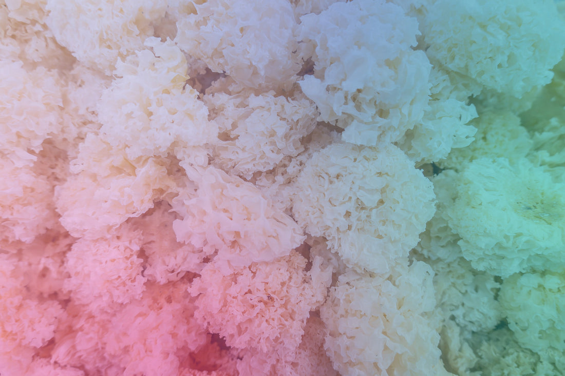 The Quiet Rise of Functional Mushrooms: Where Ancient Wisdom Meets Modern Science