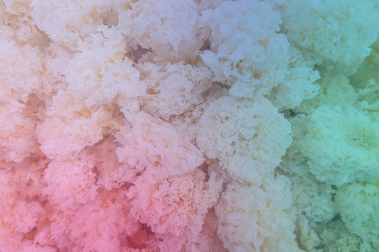 The Quiet Rise of Functional Mushrooms: Where Ancient Wisdom Meets Modern Science