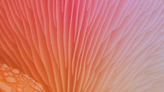 Lion’s Mane, Gut Health and Mood | Understanding the Gut Brain Connection